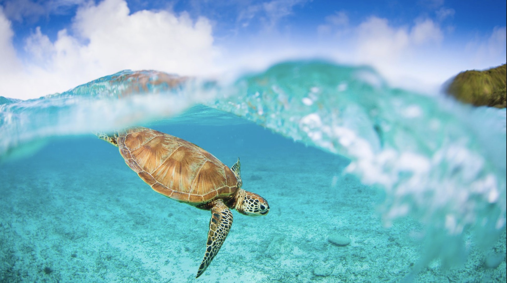 Sea turtle swimming just under the surface in clear turquoise water